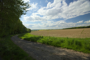 Rural scene with beech forest and field in Saxony-Anhalt in Germany