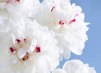 White peony closeup