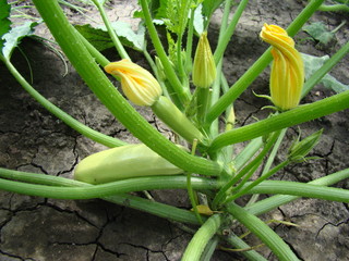 Obraz premium zucchini