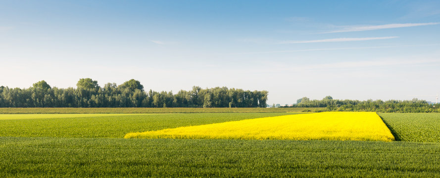 Yellow blooming rapeseed field © Ruud Morijn
