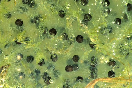 Rana agile, rana dalmatina, uova con embrione