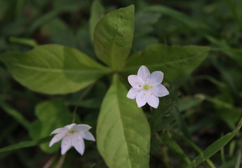 Arctic starflower (Trientalis europaea) with two blossoms