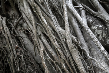 Naklejka premium Gray tree roots, photo with selective focus