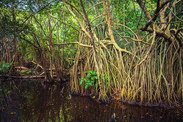 Wild tropical forest landscape, mangrove trees