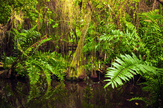 Wild tropical forest landscape with green plants