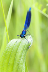 Männliche Gebänderte Prachtlibelle - Calopteryx splendens in einer Makroaufnahme