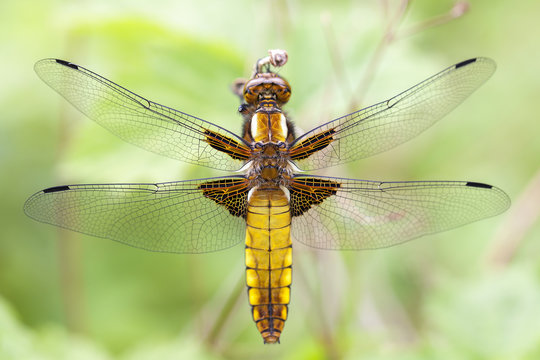 Weibliche Plattbauch Libelle - Libellula depressa - R&uuml;ckenansicht - in einer Makroaufnahme