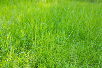 Close-up image of fresh spring green grass