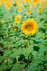 Obraz premium Sunflowers field