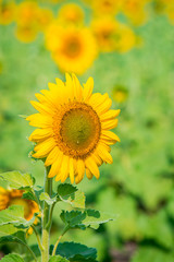 Sunflowers field