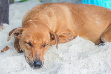 Dog on The Beach