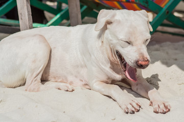 Obraz na płótnie Canvas Dog on The Beach