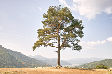 兵庫　竹田城跡にある松の大木