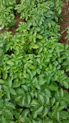 plant de pommes de terre