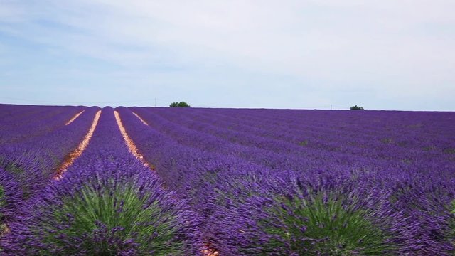 Dolly lavender walkways