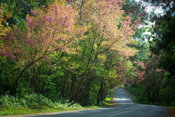 Obraz premium Blooming trees on road.
