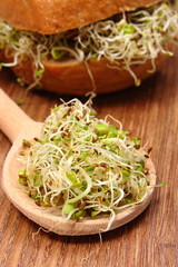Alfalfa and radish sprouts on spoon and wholemeal bread roll