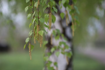 Birch leaves