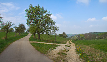 Fototapeta na wymiar Fork in the road / Spring landscape with a fork in the road