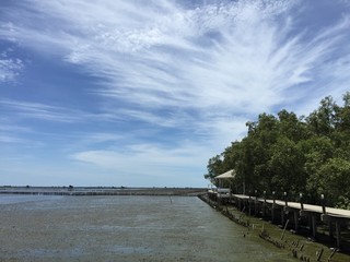 Fototapeta na wymiar Mangrove forest whit blue sky