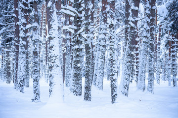 Frozen forest (Cerdagne, Pyr&eacute;n&eacute;es, France / Pirineos)