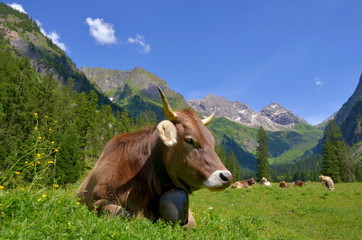 Fototapeta na wymiar Kuh auf Bergweide in Bayern