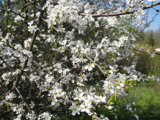 Schlehenblüten
