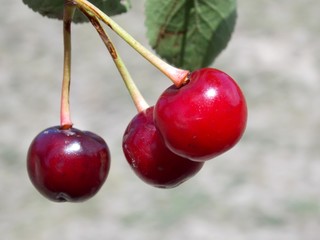 Cherry