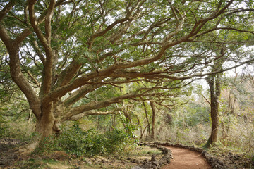 Nutmeg Forest park in Jeju Island, called Bijarim in Korean