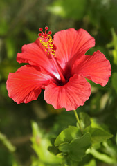 Hibiskus © Friedberg