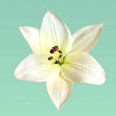 Fototapeta na wymiar Lily, Flower, Isolated.