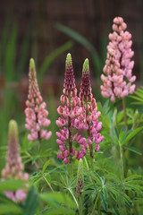 Pink blossoms of the garden lupin (Lupinus polyphyllus) with multiple inflorescences in the background