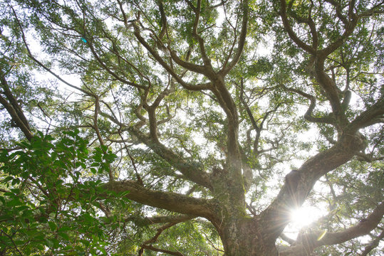 Nutmeg tree with backlight in National Nutmeg forest Park in Jej