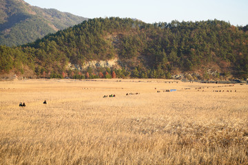 Obraz premium Reeds field and Boardwalk in Sunchoen Bay in Korea