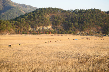 Fototapeta na wymiar Reeds field and Boardwalk in Sunchoen Bay in Korea