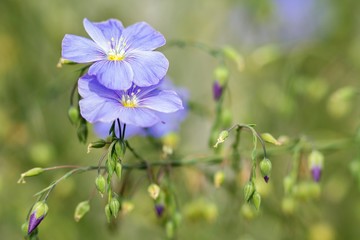 Blüten des gemeinen Lein / Flowers of the common flax