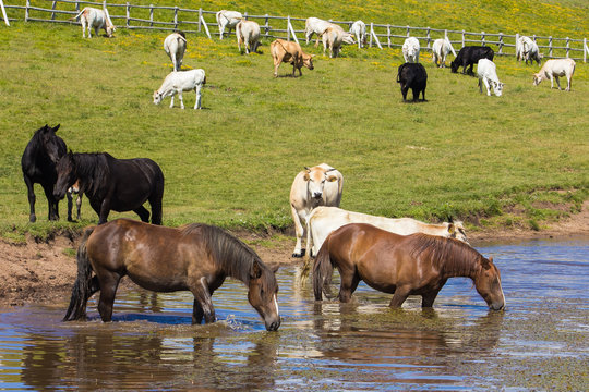Cavalli selvaggi nel lago