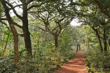 Nutmeg Forest park in Jeju Island, called Bijarim in Korean
