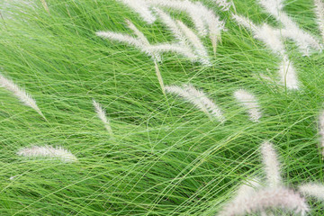 Motion blur of blowing poaceae