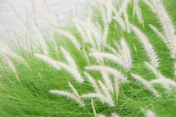 Motion blur of blowing poaceae