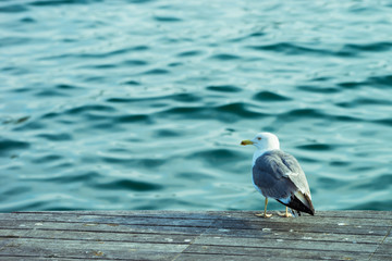 Barca seagull