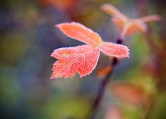 Frost covered leaf backlit