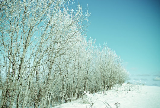 Winter landscape. frozen trees.