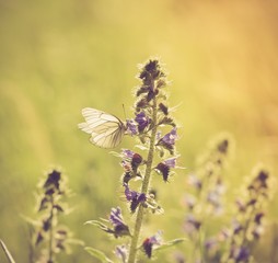 Vintage photo of beautiful butterfly sitting on plant.
