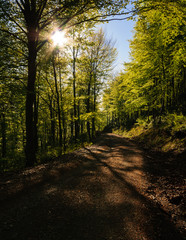 Road to a green forest (La Figuerassa, Berguedà, Pirineu / Pyrenees)