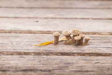 Muchroom grow on wood lath