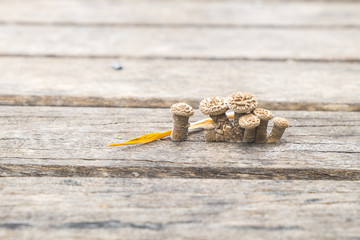 Mushroom grow on wood lath