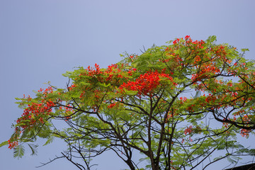 Flammenbaum, Delonix regia, Flamboyant