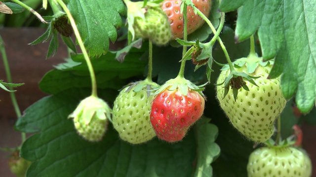 Strawberry fruits hanging on strawberry plant