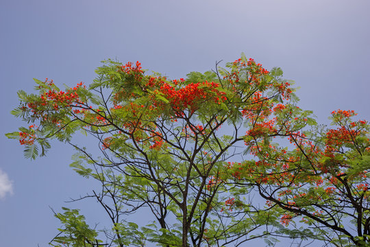 Flammenbaum, Delonix regia, Flamboyant